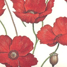 Red Poppies Floral Print Paper ~ Rossi Italy